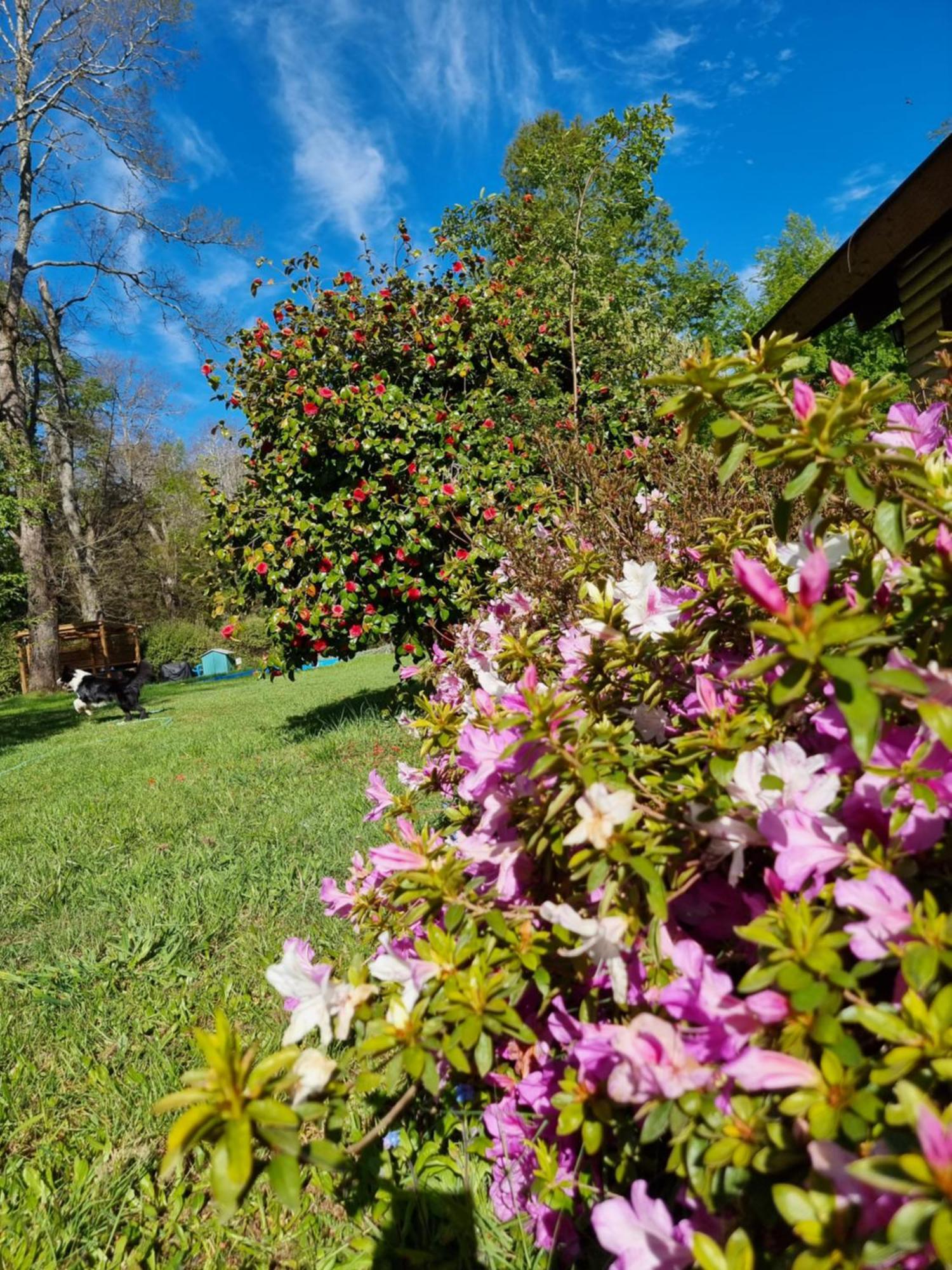 La Casa Del Arbol Villarrica Cabanas-Piscina-Tinajas Εξωτερικό φωτογραφία