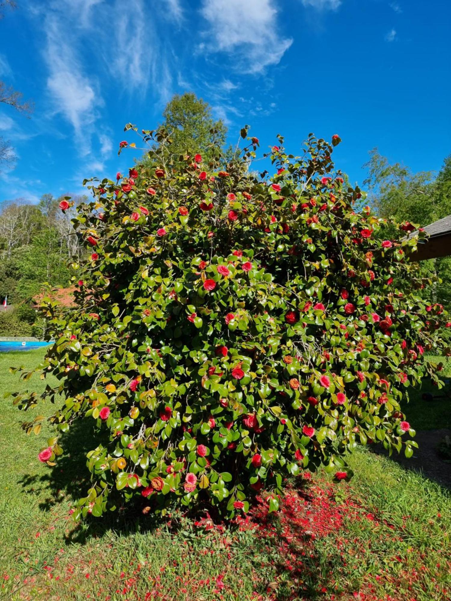 La Casa Del Arbol Villarrica Cabanas-Piscina-Tinajas Εξωτερικό φωτογραφία