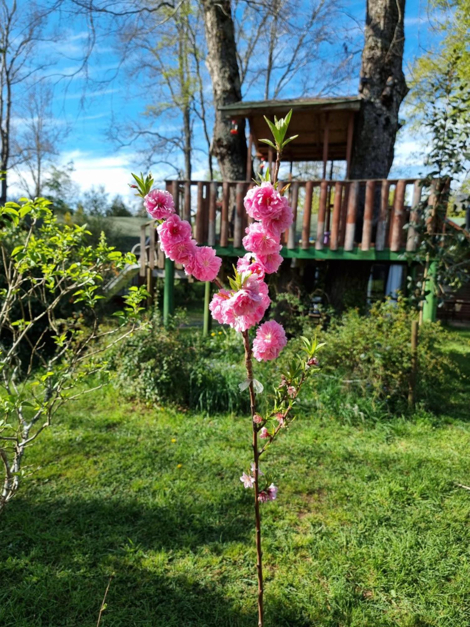 La Casa Del Arbol Villarrica Cabanas-Piscina-Tinajas Εξωτερικό φωτογραφία